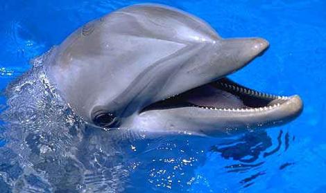 Remus Cernea vrea ca delfinii să fie declarați ”persoane non-umane”