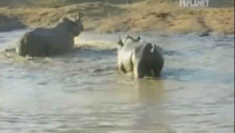 VIDEO! Lupta pentru supraviețuire: Un pui de rinocer își apără mama