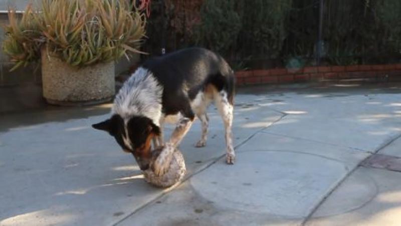 VIDEO! Tragi o sperietură zdravănă din cauza acestui câine. Reacția lui e neașteptată