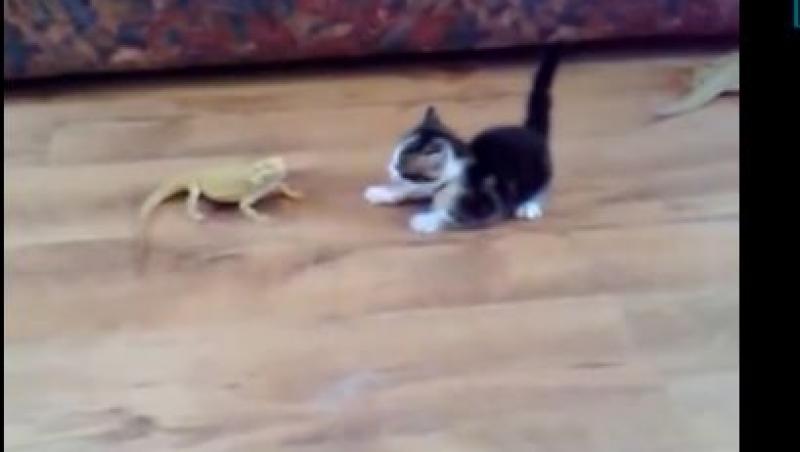 Uite cât de tare se sperie o pisică de o iguană! (VIDEO)