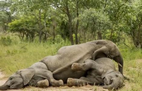 Elefanţii turmentaţi au făcut spectacol într-un parc naţional din Africa