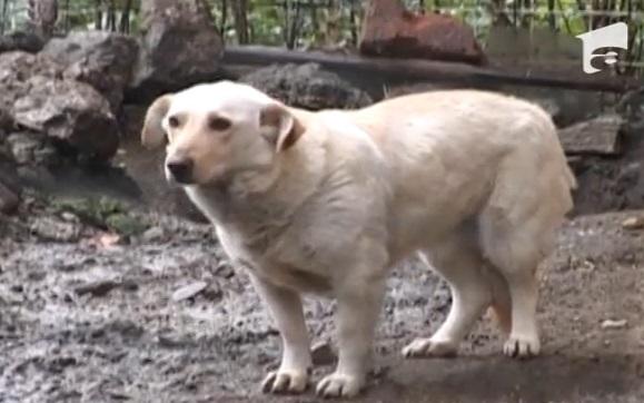 Scandal &icirc;n Ploiești, după ce o femeie a transformat spațiul verde &icirc;n țarc pentru c&acirc;ini