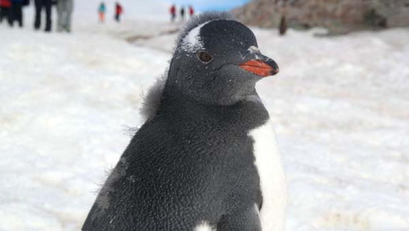 Făcea fotografii în Antarctica atunci când i-au apărut EI în față. IMPRESIONANT