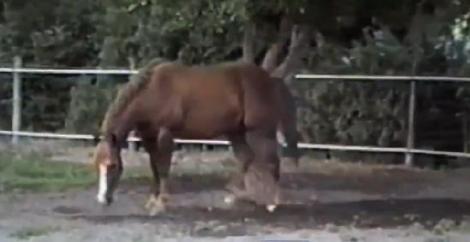 VIDEO! Un cal înfometat a mers la cules de mere