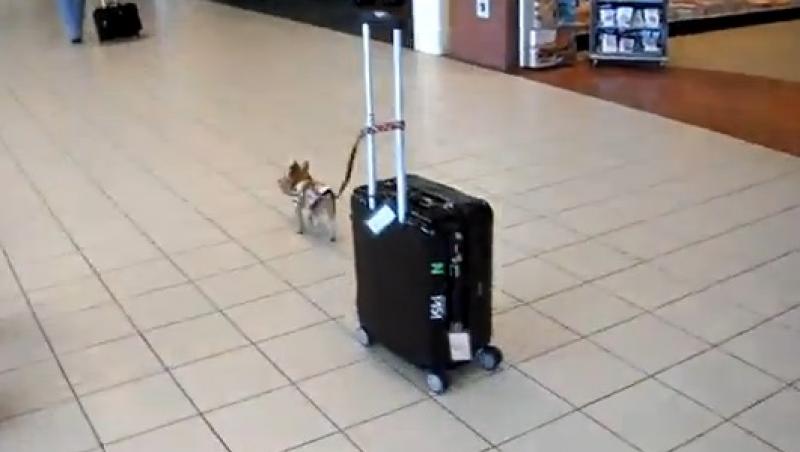 Moment inedit, într-un aeroport! Un câine se plimbă cu un geamantan