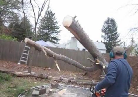 VIDEO: Miracol sau truc? Ce se întâmplă cu un copac proaspăt tăiat! Imaginile fac înconjurul lumii