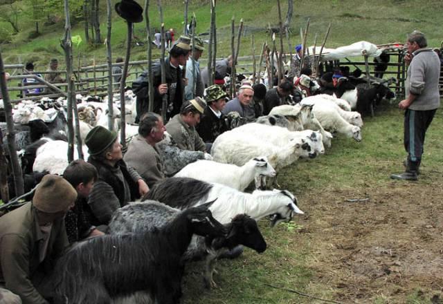 Tradiția a rămas tradiție:  S&acirc;mbra Oilor, sărbătoare din Țara Oaşului