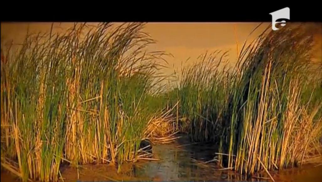 Delta din mijlocul Capitalei, la un pas de a ajunge rezervaţie protejată de lege