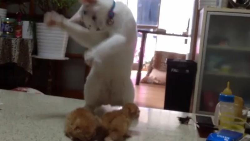 VIDEO! O pisică își învață puii să se lupte ca niște profesioniști