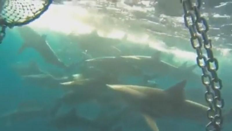 VIDEO! O bandă de rechini a înconjurat o barcă mai ceva ca-n filme