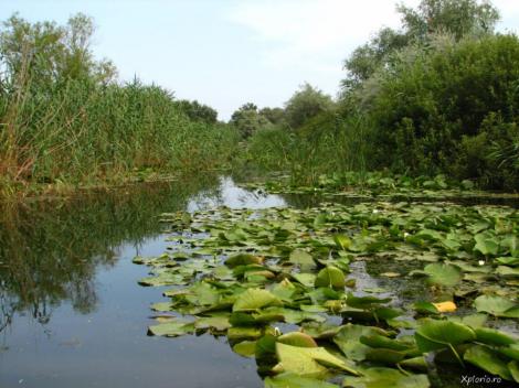 Delta Văcăreşti a devenit oficial rezervaţie naturală, protejată de lege
