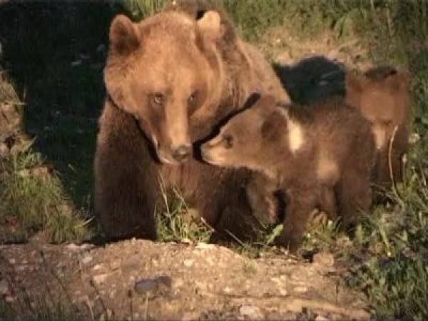 V&acirc;nătorii şi poliţiştii din T&acirc;rgu Mureş au alungat urşii de la marginea oraşului