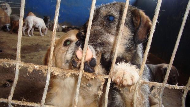 Hingherii au făcut descinderi la patrupede