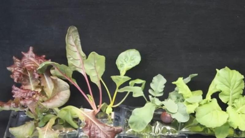 NASA se apucă de agricultură: Astronauții au cultivat salată verde în spațiu