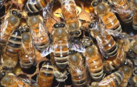 Pericol în Vaslui! Cinci copii au fost transportaţi de urgenţă la spital după ce au fost înţepaţi de albine