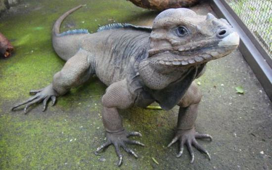 Două rom&acirc;nce au fost prinse cu reptile &icirc;n ciorapi