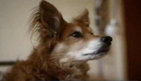 A salvat-o de la moarte! Câinele său i-a detectat tumoarea canceroasă de la sân