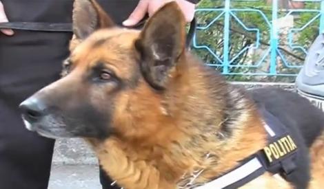 Câine poliţist din Neamț, scos la licitaţie