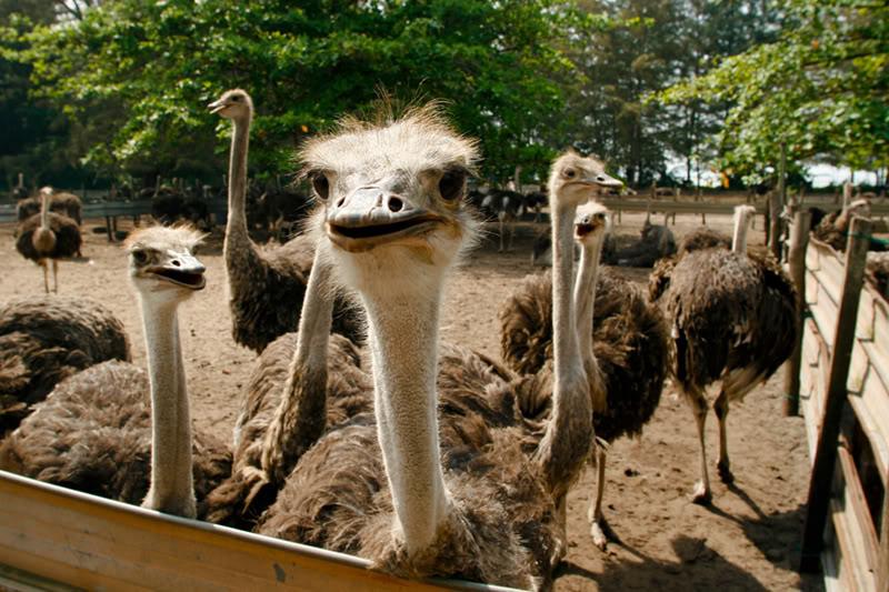 Struț &icirc;n loc de miel, pentru masa de Paște