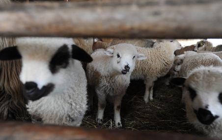 Carnea de miel scumpeşte coşul de Paşte