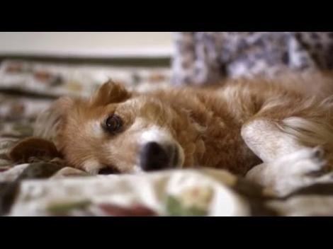 VIDEO! Poveste incredibilă: un câine a simțit ca stăpâna sa are cancer