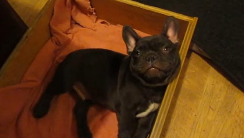 VIDEO! Un pui de bulldog se străduieşte să rămână treaz
