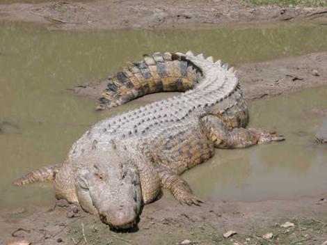 Crocodilii vegetarieni fac genți mai bune: Meniul animalelor, schimbat de dragul modei