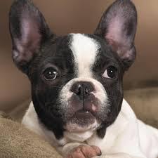 Alertă de gradul ZERO! Prodanca l-a pierdut pe Vasile