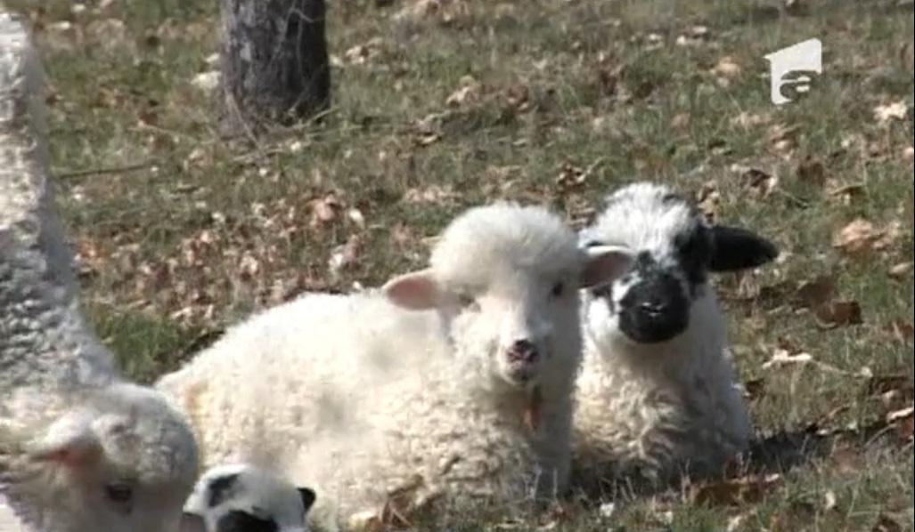 Niciun an fără scumpiri: Carnea de miel costă cu p&acirc;nă la trei lei mai mult