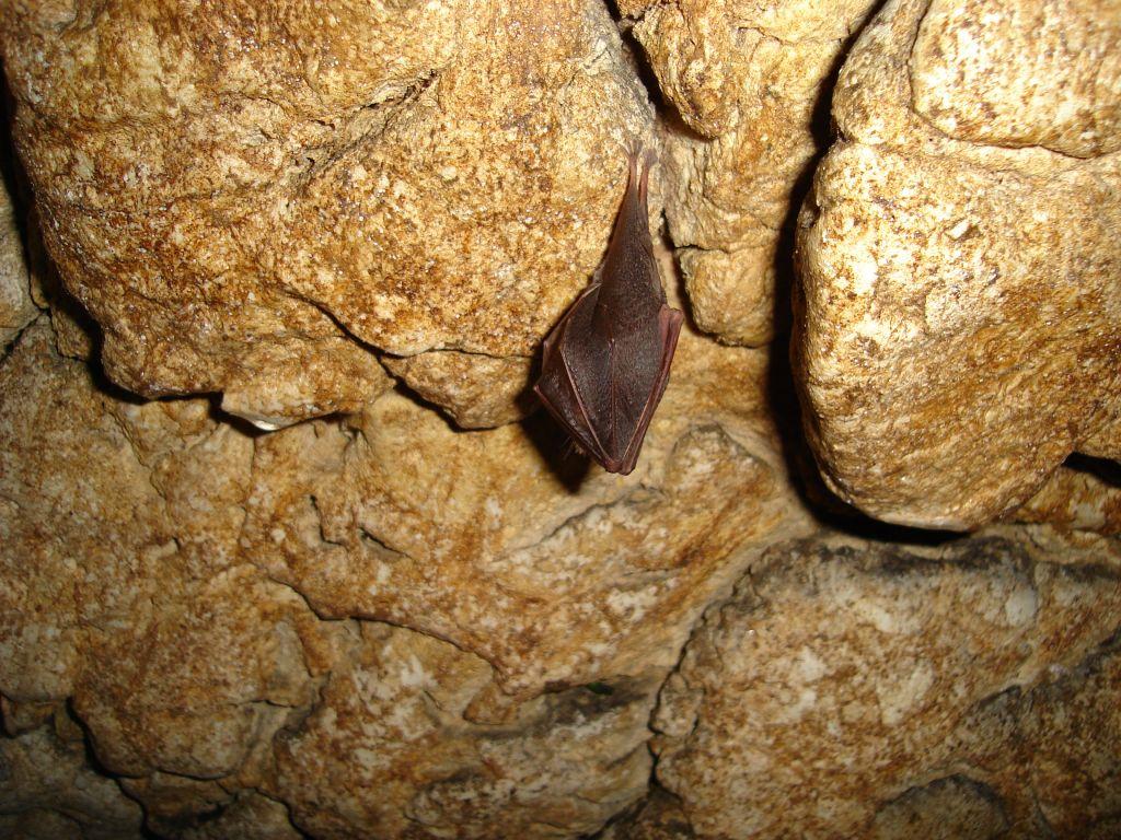 Peşterile de lilieci şi trecătorile pentru urşi sunt pietre de moară &icirc;n construcţia de autostrăzi