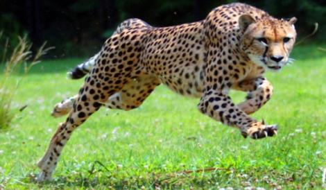 Ghepardul NU este cel mai rapid animal din lume. Află cine ocupă primul loc în top, raportat la mărime