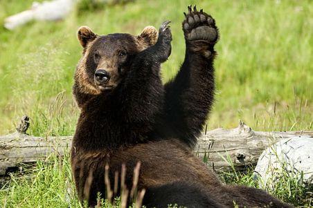 Un urs a creat panică la o şcoală din statul american New Jersey