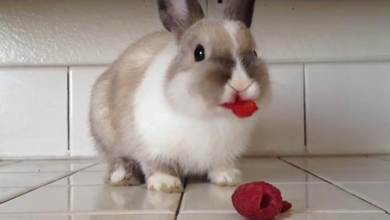 VIDEO! Cel mai drăguţ iepure: Uite cum arată după ce a mâncat zmeură!