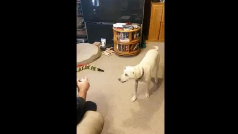 VIDEO! El este câinele ideal: Îi aduce berea din frigider stăpânului său