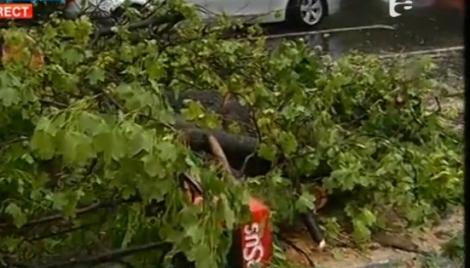 Furtună violentă în Bucureşti! Mai mulți copaci au fost doborâți de vânt