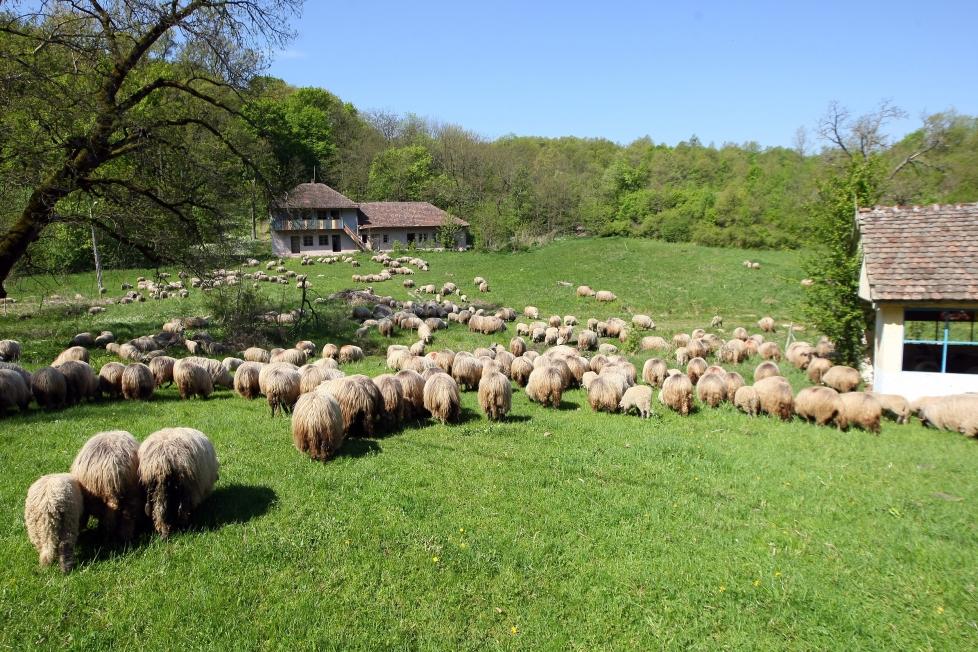 Un cioban din Bacău şi-a atacat un prieten de pahar
