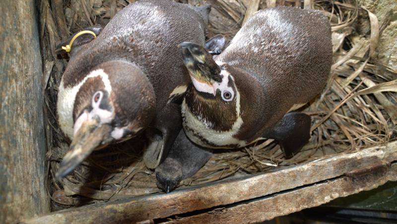 Galerie FOTO! Ei sunt primii pinguini gay care au adoptat un pui