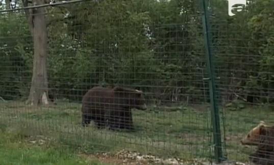Proiect pentru salvarea urșilor din rezervația Piatra Craiului