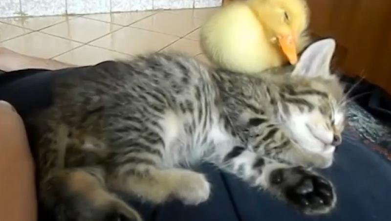 ADORABIL! O pisică și un boboc de rață dorm împreună