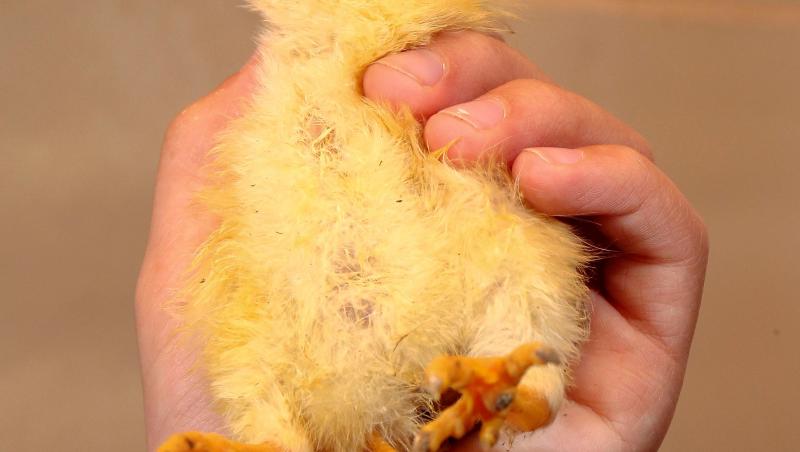 FOTO! A ieşit din ou puiul de găină cu trei picioare: Uite cum arată!