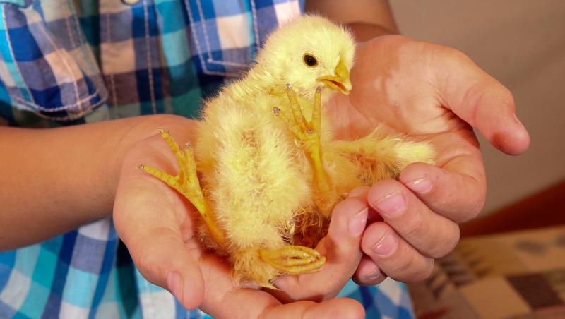 FOTO! A ieşit din ou puiul de găină cu trei picioare: Uite cum arată!