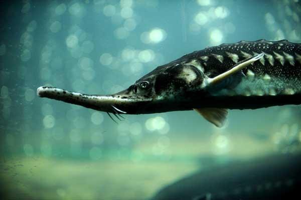 Aurul Deltei &icirc;i &icirc;mbogățește pe braconieri! Sturioni pescuiți ilegal, pentru bogați