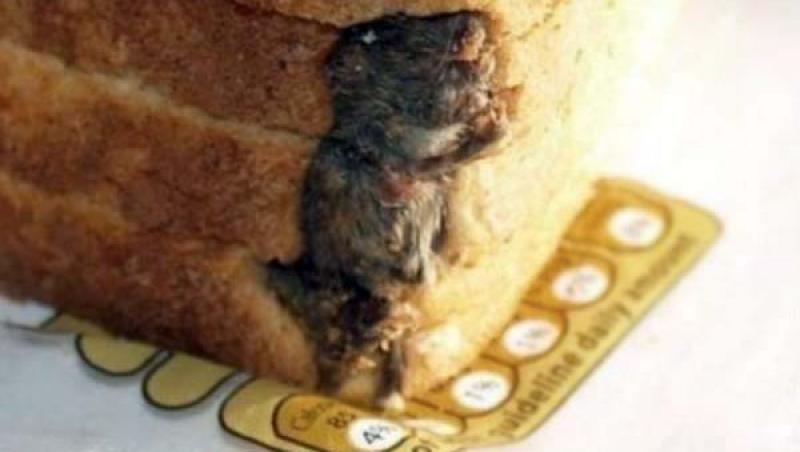 SCÂRBOS! Nu te uita dacă tocmai ai mâncat! Broască-n salată, şoareci în pâine şi viermi în desert!