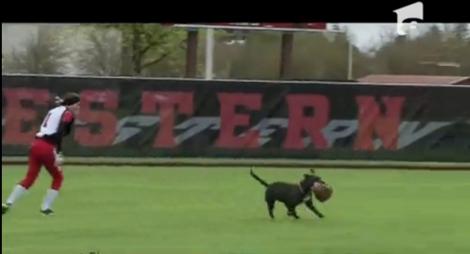 Un câine pasionat de baseball a întrerupt un meci