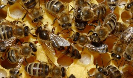 IMAGINI ȘOCANTE! Albinele au băgat spaima într-o localitate din Vaslui. 7 oameni au ajuns la spital!