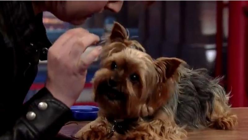 VIDEO! Nu e trucaj: Un cățel vorbitor știe cine este președintele SUA!