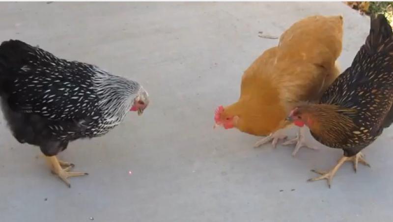 Laser, frate! Uite ce fac niște găini care văd prima dată un laser