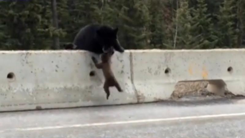 VIDEO! O ursoaică îşi salvează puiul din calea mașinilor