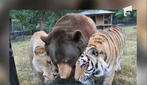 Un tigru, un leu și un urs formează cea mai tare gașcă de prieteni