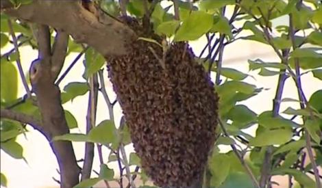 Albinele trag la bani: Un roi şi-a găsit adăpost în faţa BNR